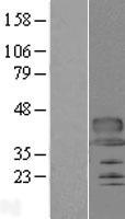 ls196500 c12orf53 pianp human over expression lysates nm 153685 wb testing 1