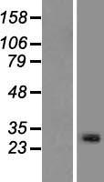 ls196541 mettl21c human over expression lysates nm 001010977 wb testing 1