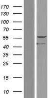 ls196743 paox human over expression lysates nm 152911 wb testing 3