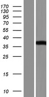 ls196743 paox human over expression lysates nm 207127 wb testing 1