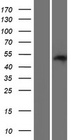 ls196743 paox human over expression lysates nm 207128 wb testing 2