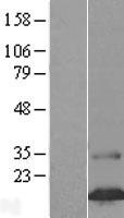 ls196792 fam24b human over expression lysates nm 152644 wb testing 1