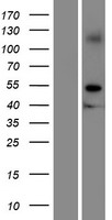 ls196996 gramd2a human over expression lysates nm 001012642 wb testing 1