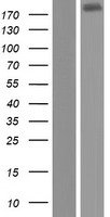 ls197335 wdr90 human over expression lysates nm 145294 wb testing 1