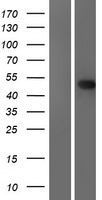 EME2 Human Over-expression Lysates NM_001010865