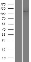 NLRC3 Human Over-expression Lysates NM_178844