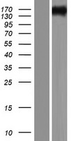 TTC21A Human Over-expression Lysates NM_001105513