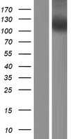 NLRP7 Human Over-expression Lysates NM_139176