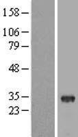 ls199745 thap8 human over expression lysates nm 152658 wb testing 1