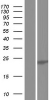 U2AF1L3 (U2AF1L4) Human Over-expression Lysates NM_001040425