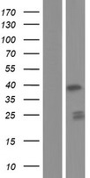 ls199870 fam76a human over expression lysates nm 001143912 wb testing 1