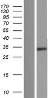 ls199870 fam76a human over expression lysates nm 001143914 wb testing 3