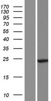ls199990 c1orf86 faap20 human over expression lysates nm 182533 wb testing 1