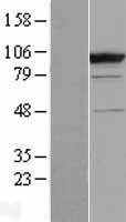 ls200014 cc2d1b human over expression lysates nm 032449 wb testing 1