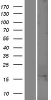 C1orf100 Human Over-expression Lysates NM_001012970