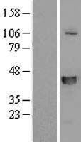ls200172 slfnl1 human over expression lysates nm 144990 wb testing 1