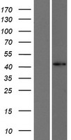 FOXD4L1 Human Over-expression Lysates NM_012184