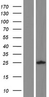 ALG1L Human Over-expression Lysates NM_001015050