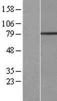 ls200844 cfap20dc human over expression lysates nm 198463 wb testing 1