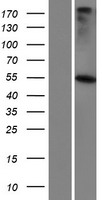 GABRR3 Human Over-expression Lysates NM_001105580