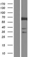FLCN Human Over-expression Lysates NM_144997