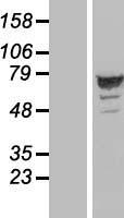 SH3D20 (ARHGAP27) Human Over-expression Lysates NM_199282