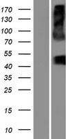 SLC16A13 Human Over-expression Lysates NM_201566