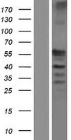 ls201243 spem2 human over expression lysates nm 175734 wb testing 1