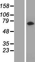 ls201255 lrrc45 human over expression lysates nm 144999 wb testing 1