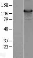 Munc 13 4 (UNC13D) Human Over-expression Lysates NM_199242
