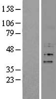 ls201456 fbx15 fbxo15 human over expression lysates nm 152676 wb testing 1