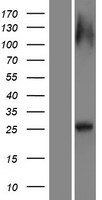 ls201475 rab12 human over expression lysates nm 001025300 wb testing 1