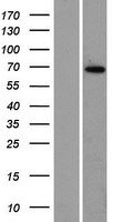 ZBTB7C Human Over-expression Lysates NM_001039360