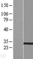 ls201562 ptplb hacd2 human over expression lysates nm 198402 wb testing 1