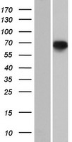 ls201626 pde12 human over expression lysates nm 177966 wb testing 1