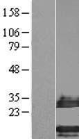C4orf34 (SMIM14) Human Over-expression Lysates NM_174921