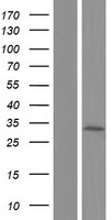 TMEM192 Human Over-expression Lysates NM_001100389