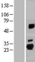 ls202051 spata24 human over expression lysates nm 194296 wb testing 2