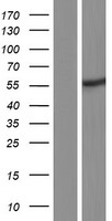 RANBP3L Human Over-expression Lysates NM_001161429