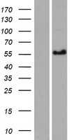 ls202243 ccdc125 human over expression lysates nm 176816 wb testing 1