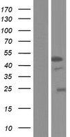 ls202374 stk32a human over expression lysates nm 001112724 wb testing 1