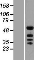 KHDRBS2 Human Over-expression Lysates NM_152688