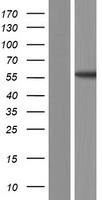 ls203062 tsnare1 human over expression lysates nm 145003 wb testing 1