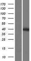PRSS55 Human Over-expression Lysates NM_198464