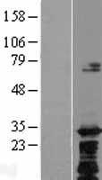 C8orf74 Human Over-expression Lysates NM_001040032