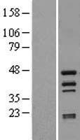 ls203100 htra4 human over expression lysates nm 153692 wb testing 1