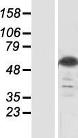 ls203111 c8orf47 erich5 human over expression lysates nm 173549 wb testing 1