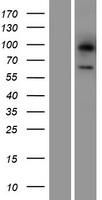 LGI3 Human Over-expression Lysates NM_139278
