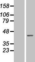 NAIF1 Human Over-expression Lysates NM_197956