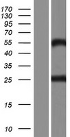 ls203259 c9orf25 fam219a human over expression lysates nm 001184945 wb testing 1